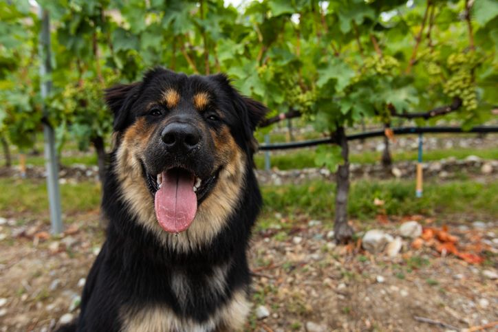 Pet-Friendly Escapes