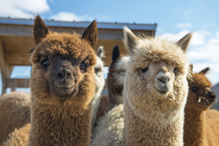 Private Alpaca & Llama Encounter