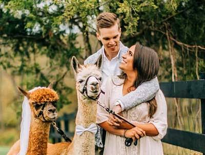 Couple meeting alpacas at the farm