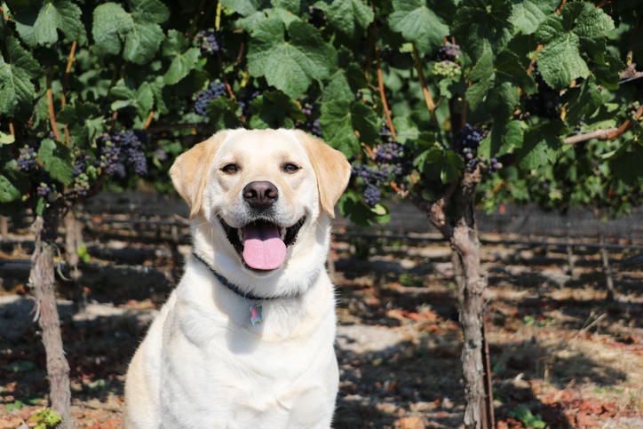 Where Your Furry Friend Is Always Welcome